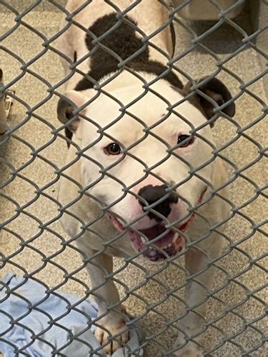 Iredell county animal shelter - With more adoptable pets than ever, we have an urgent need for pet adopters. Search for dogs, cats, and other available pets for adoption near you. ... Animal Shelters & Rescues; Other Types of Pets; About Dogs & Puppies. All About Dogs & Puppies; Dog Adoption; Dog Breeds; Feeding Your Dog; Dog Behavior; Dog …